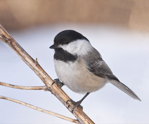 Chickadee-dee-dee-dee-dee